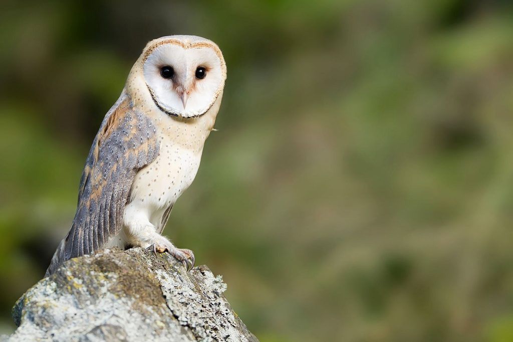 Owls Are Helping California Vineyards Stay Pest-Free
