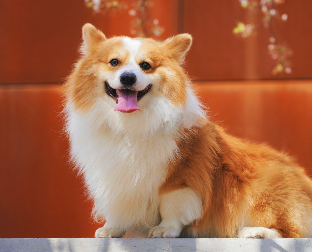 How to Prep Your Pet for the Arrival of a New Baby