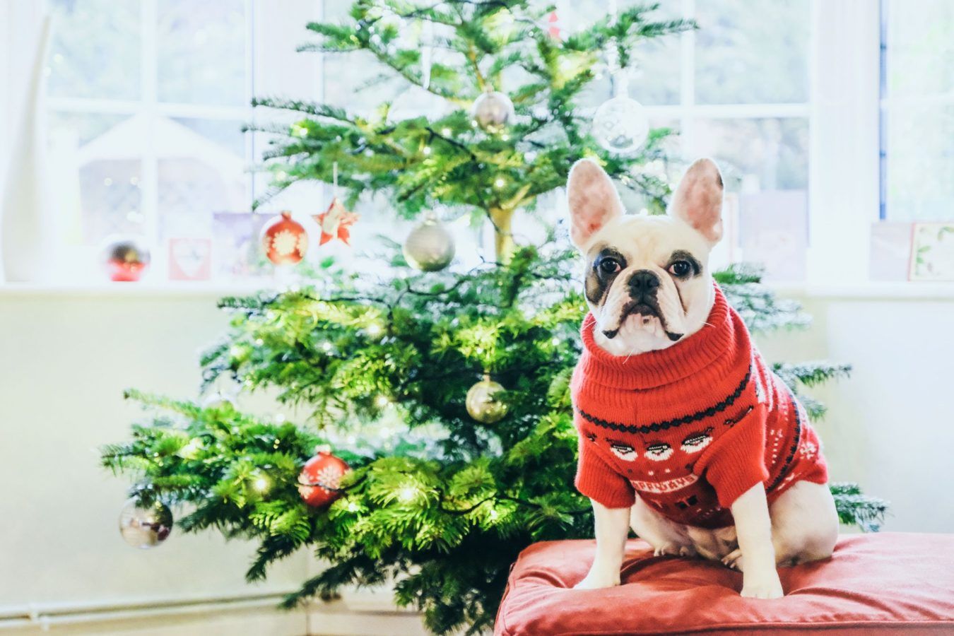 Here’s How to Pet-Proof Your Christmas Tree