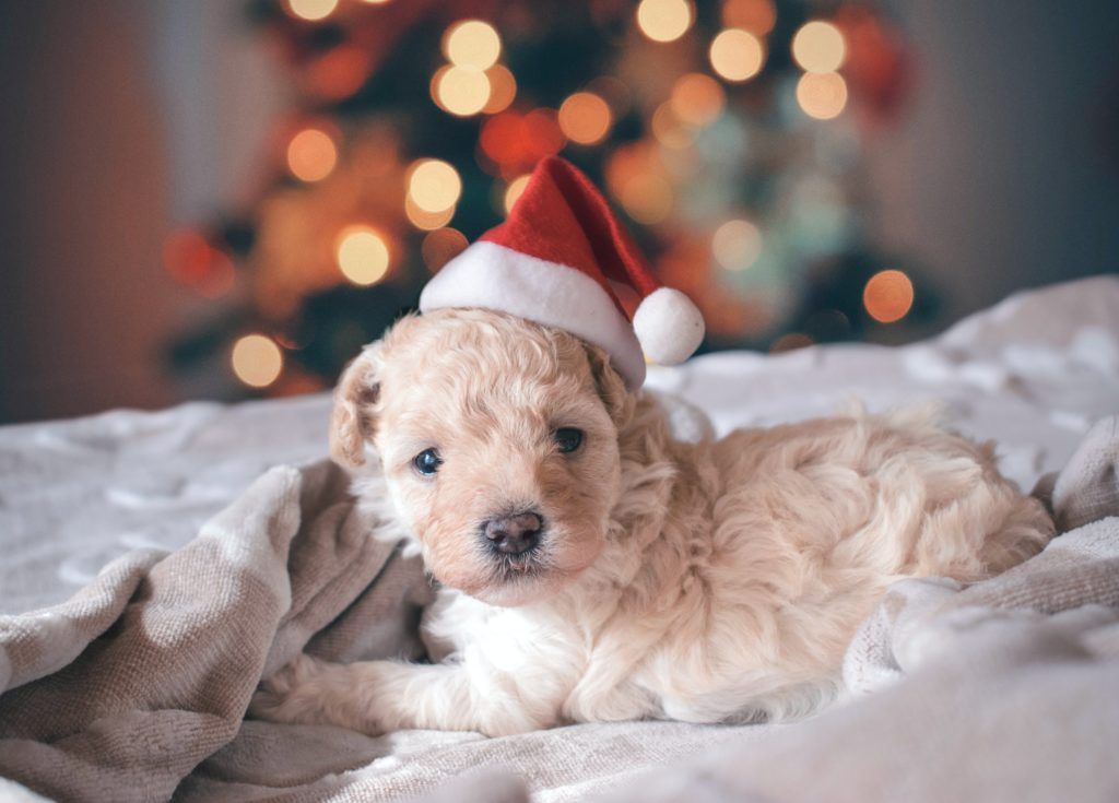 pets christmas tree