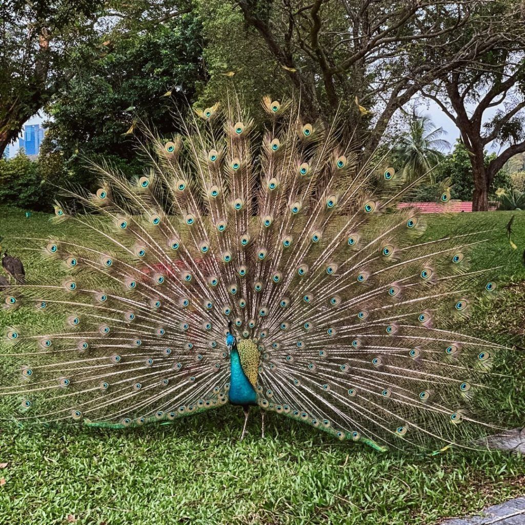 capella singapore peacock