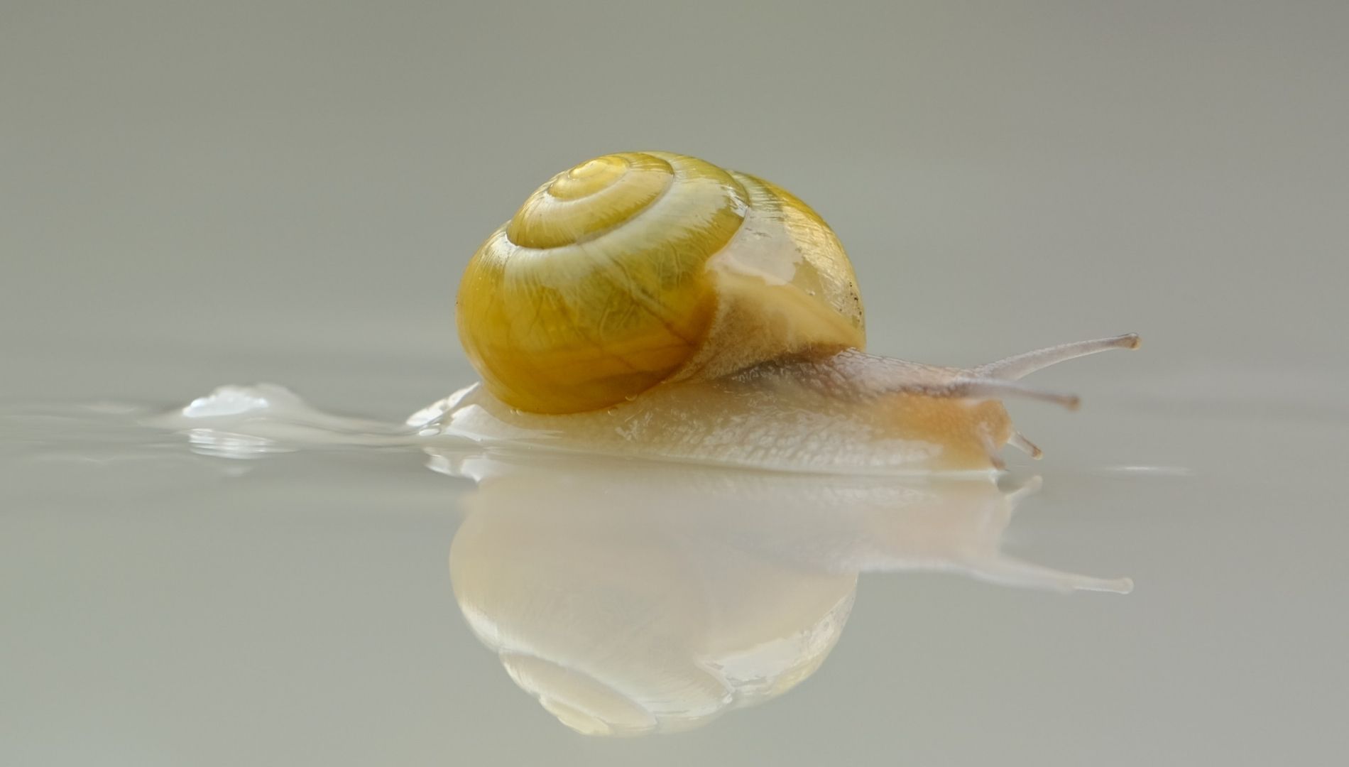 Korean skincare ingredient- snail mucin
