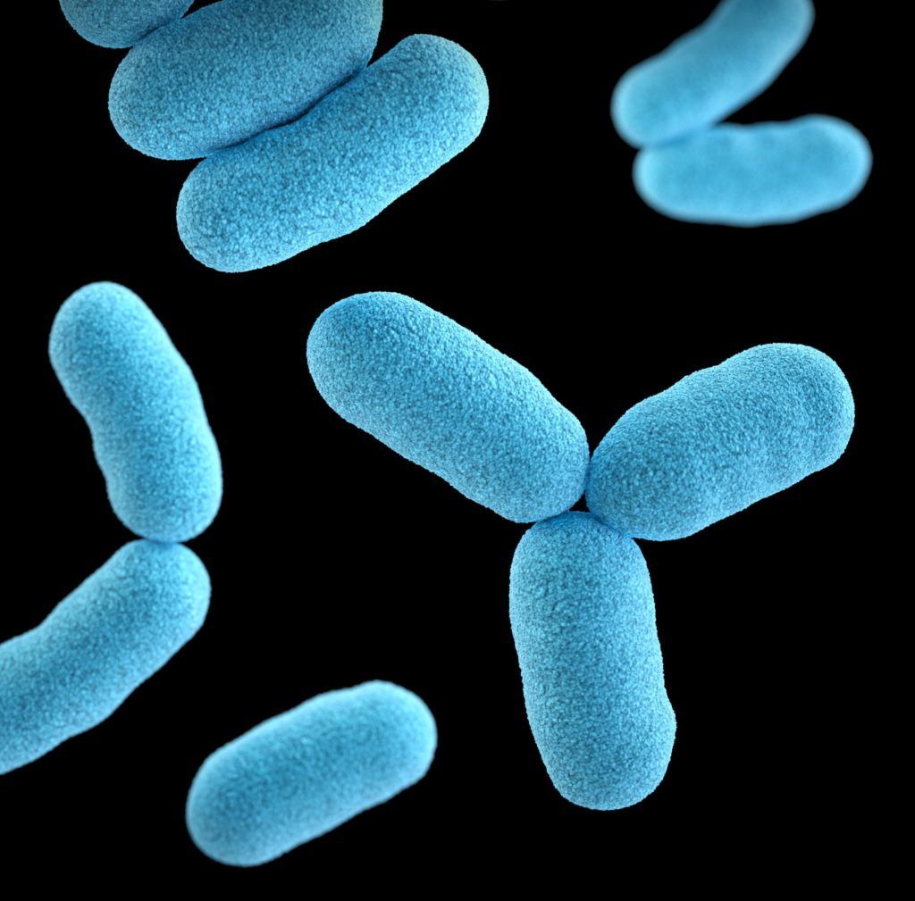 what are probiotics