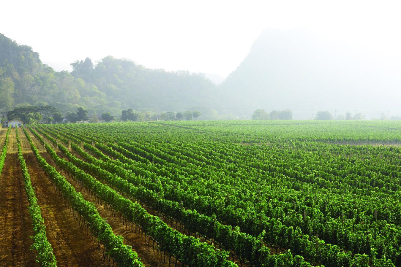 4 Vineyards and Wineries to Visit in Thailand