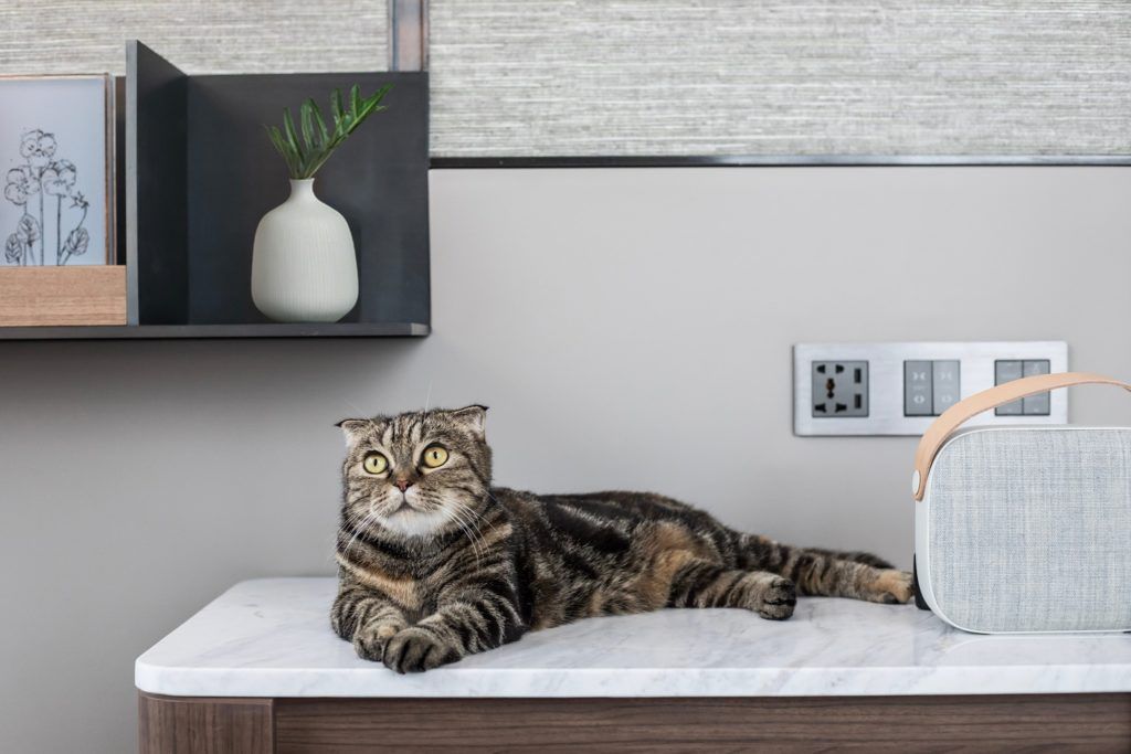7 Pet-Friendly Luxury Hotels in Thailand