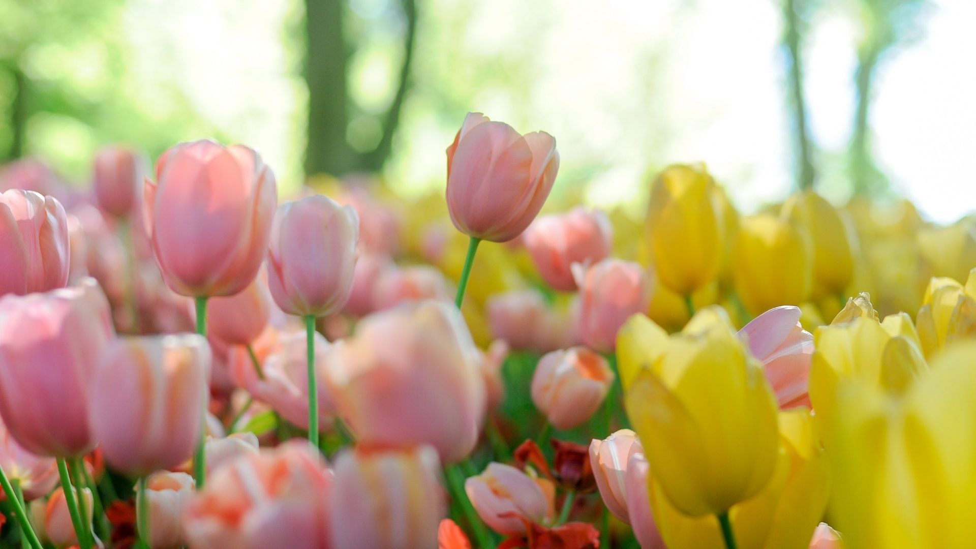 Most beautiful flowers: Tulip