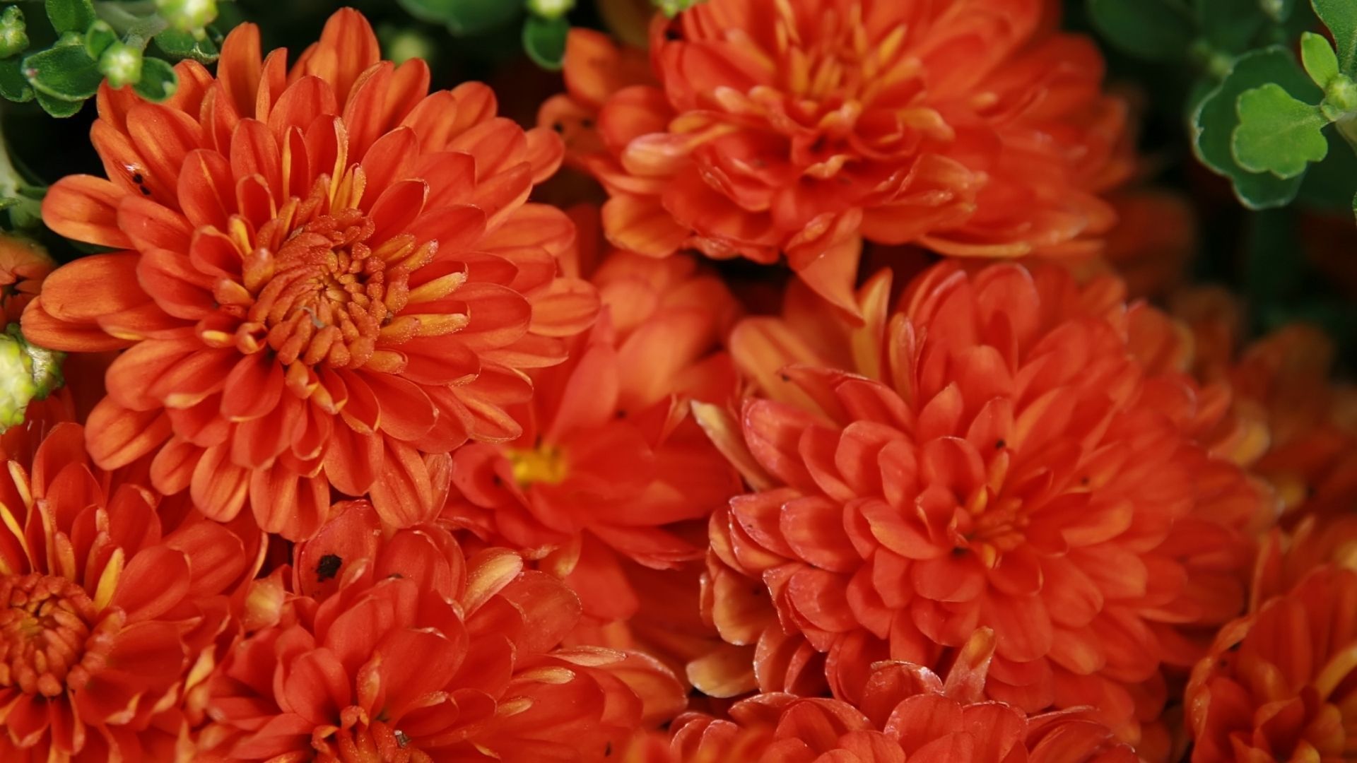Most beautiful flowers: Chrysanthemum