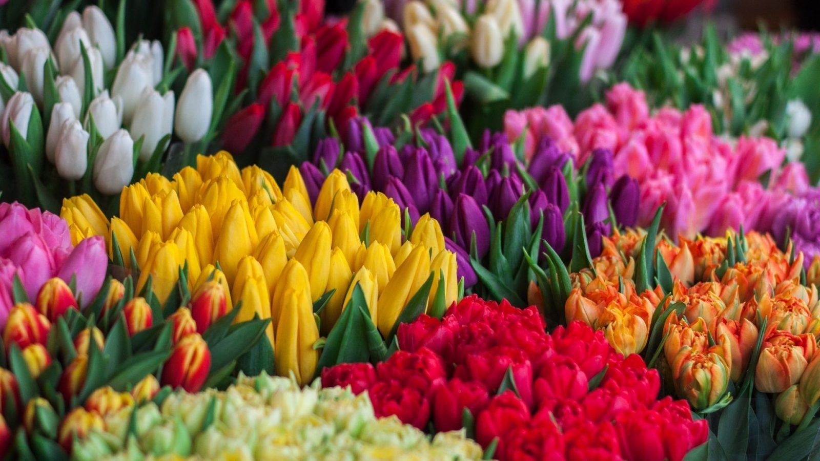 50 Most Beautiful Flowers in the World and Their Underlying Meanings
