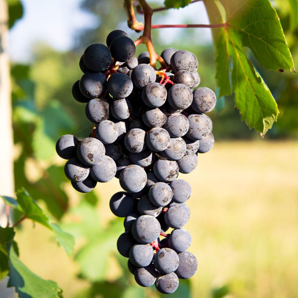 Everything You Need to Know about Barbera Wine