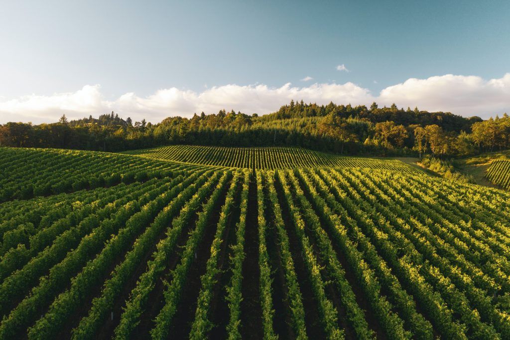 9 Vineyards with the Most Breathtaking Views in Asia
