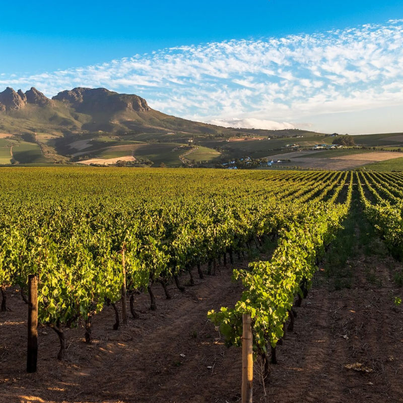 A Guide to the Best Wines From South Africa
