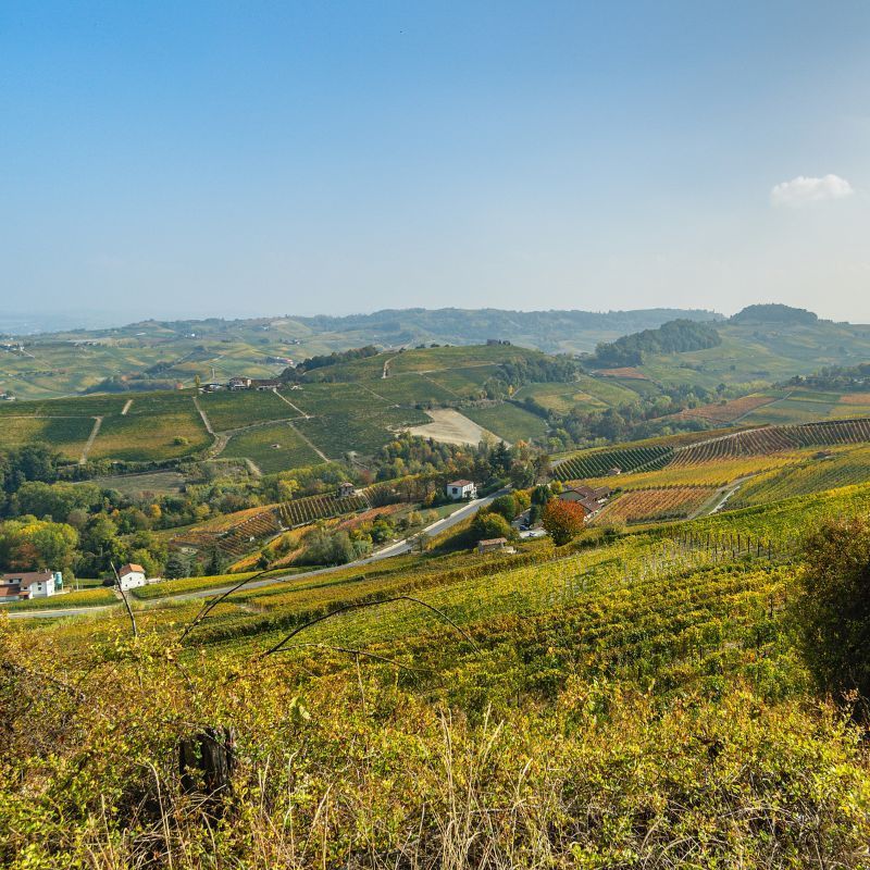 Unlocking The Mysteries of Piedmont: The Best Wineries and Restaurants