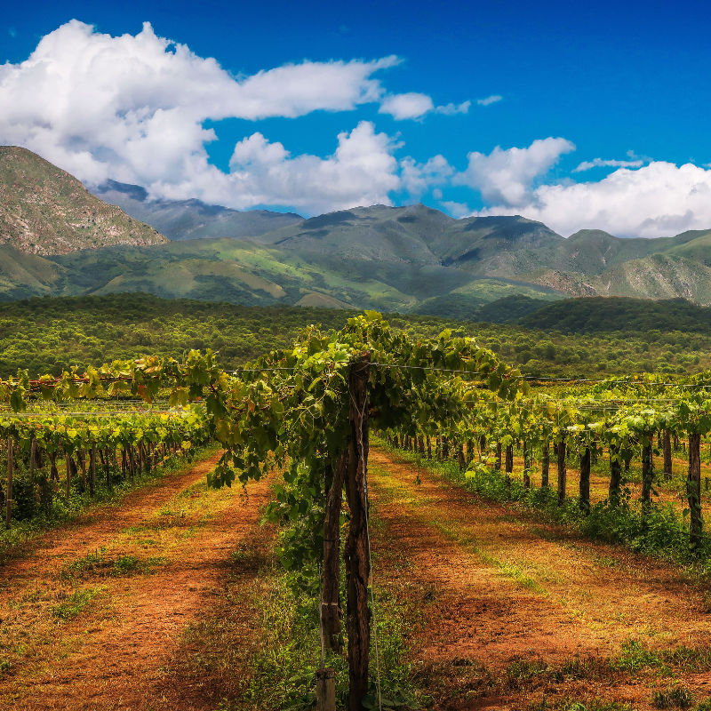 How to Find the Best Wines From Argentina