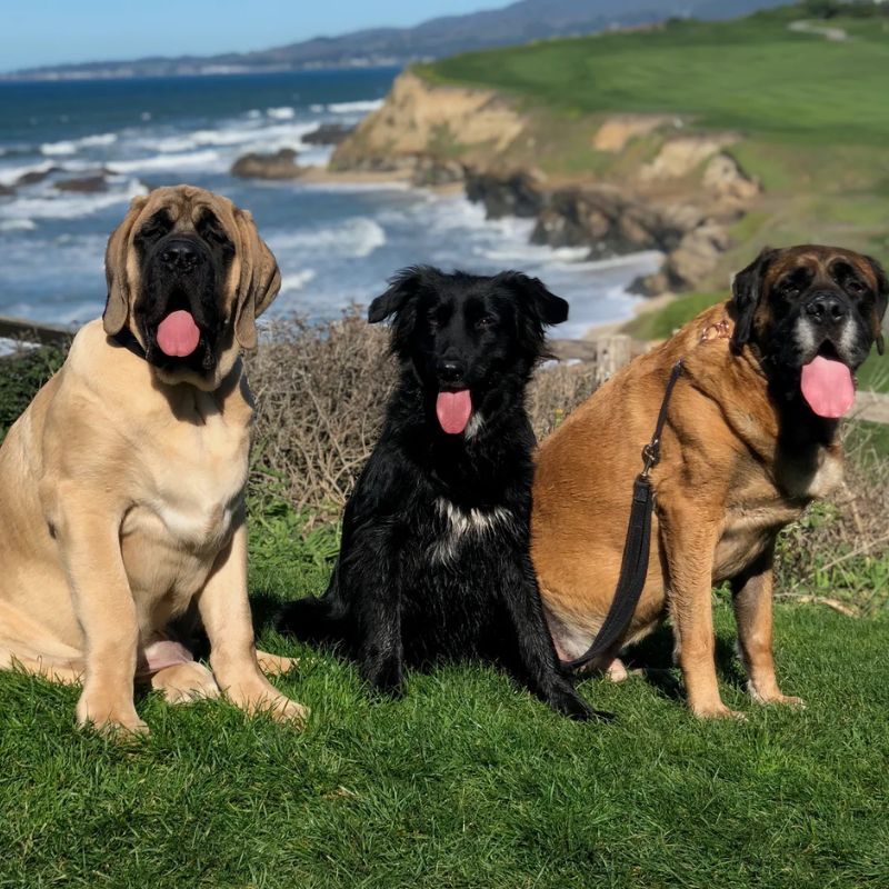 Everything We Know About Dogue, the First Fine Dining Restaurant for Dogs
