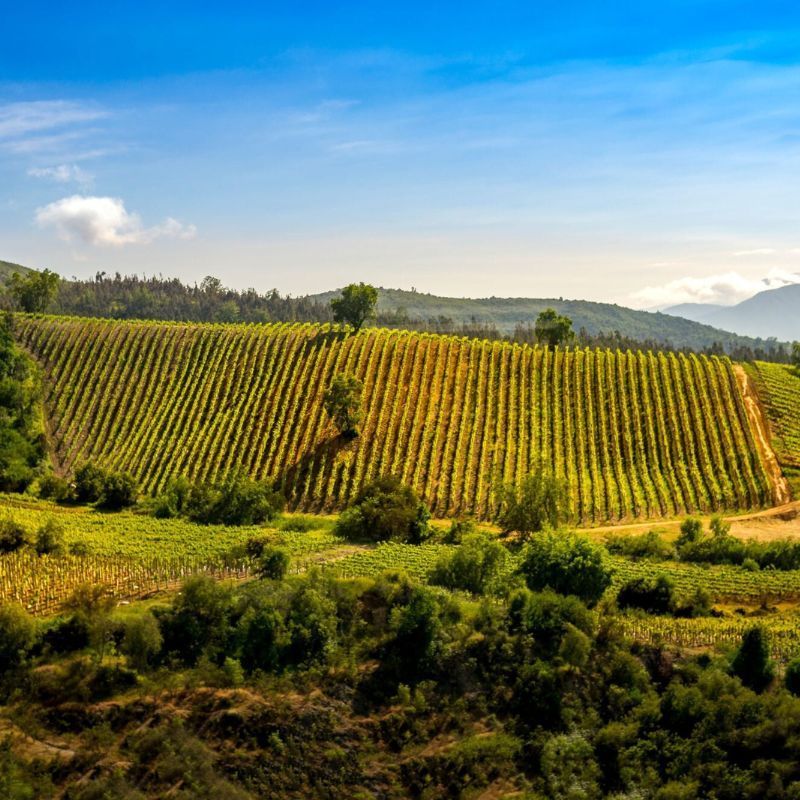 How To Find the Best Wines From Chile