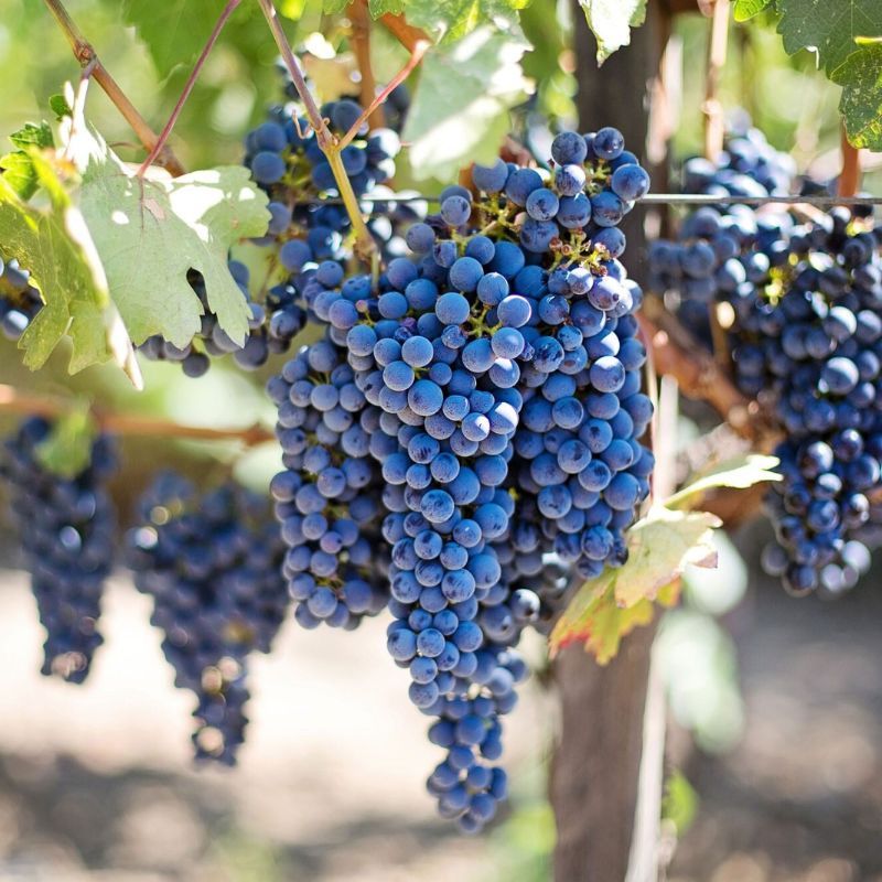 How Climate Change Impacts Wine