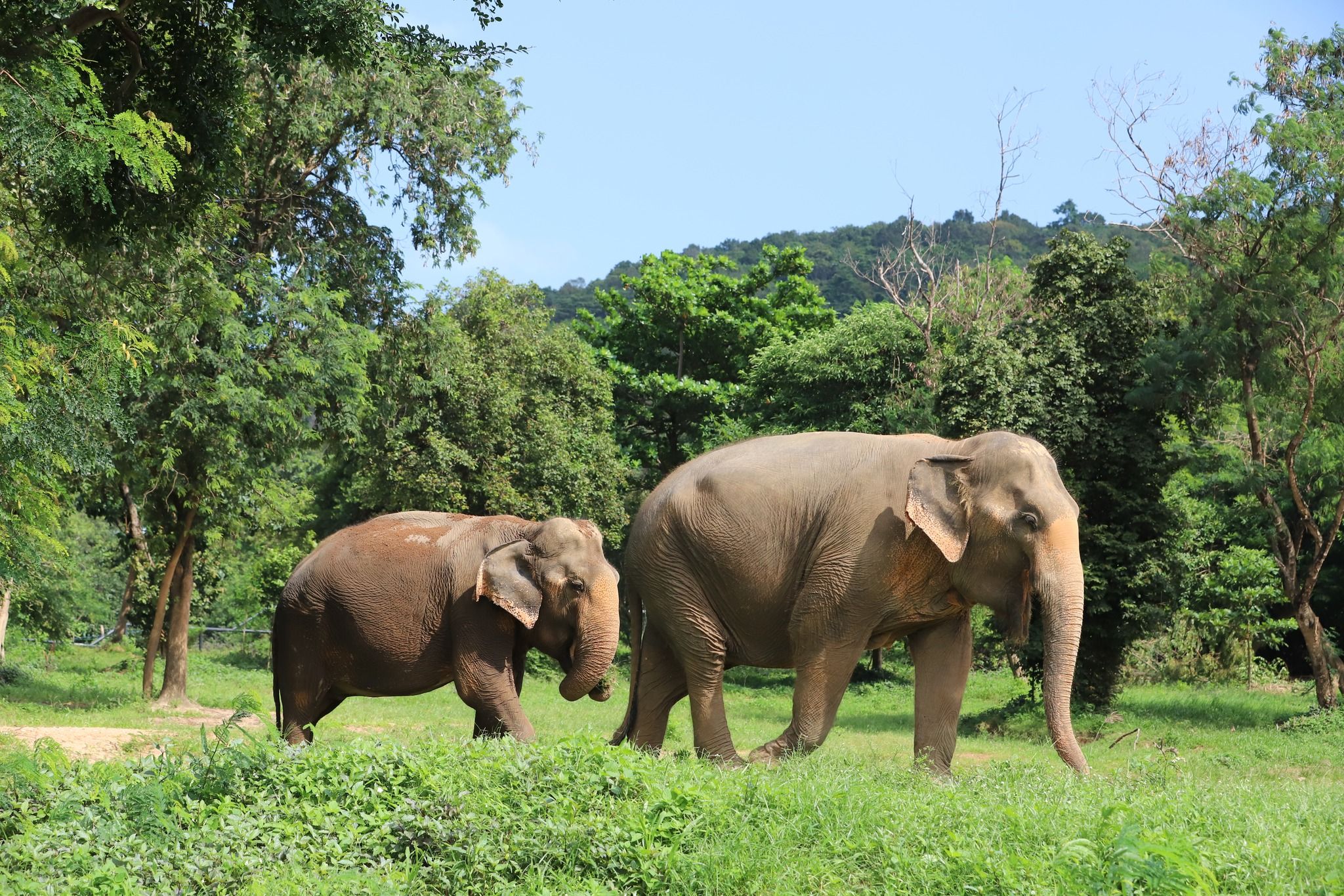 The Best Ethical Elephant Sanctuaries In Thailand