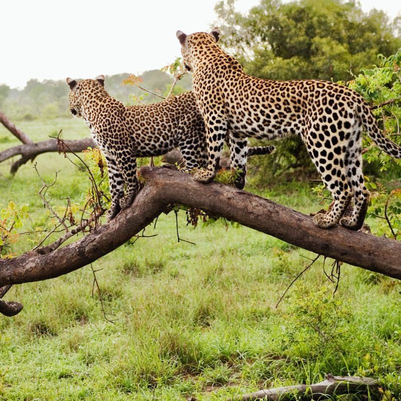 Happy Hour With Hippos, Dinner With Elephants, And More Unforgettable Safari Experiences