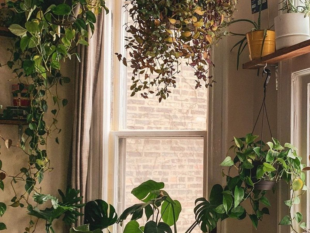 philodendron gigas pflege Philodendron Gigas | Uprooted