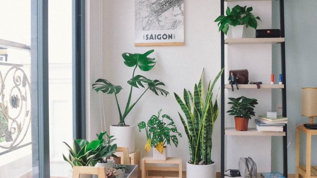 vastu plants