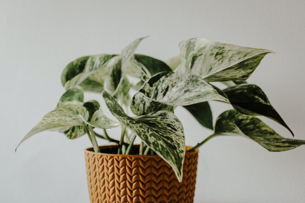 8 Feng Shui Plants to Attract Prosperity in 2023