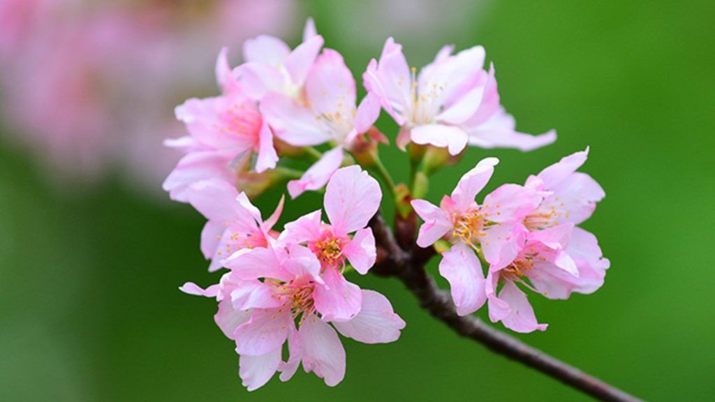 6 Best Spots to See the Cherry Blossoms in Hong Kong