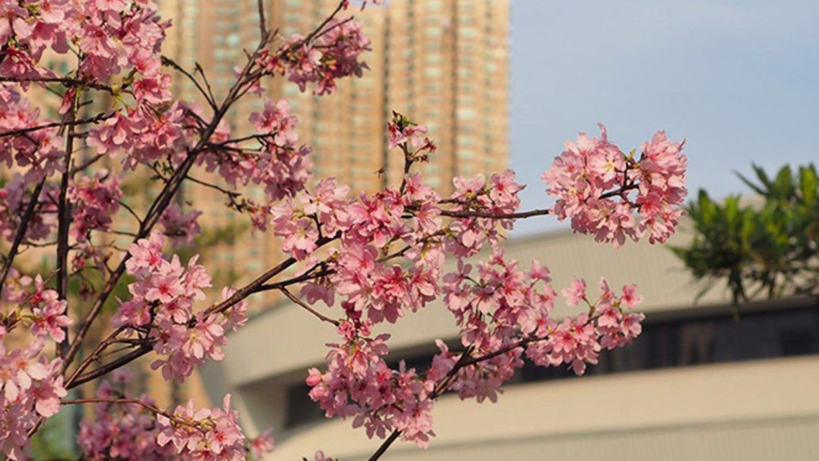 6 Best Spots to See the Cherry Blossoms in Hong Kong