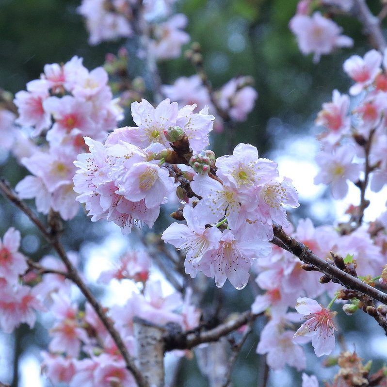6 Best Spots to See the Cherry Blossoms in Hong Kong