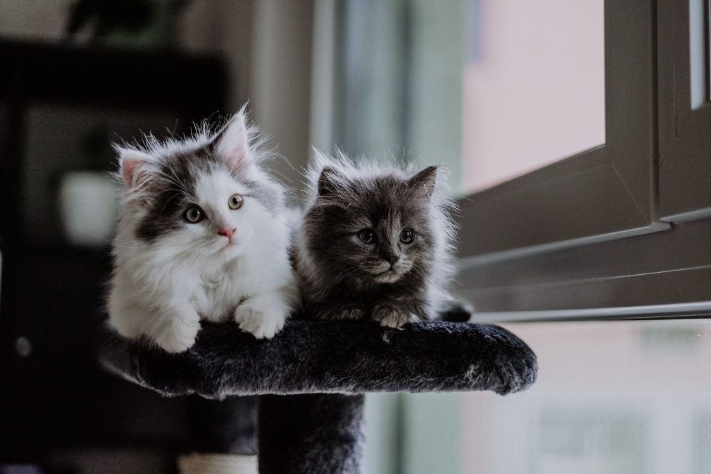 The Cat Breed That You Should Adopt Based on Your Zodiac Sign