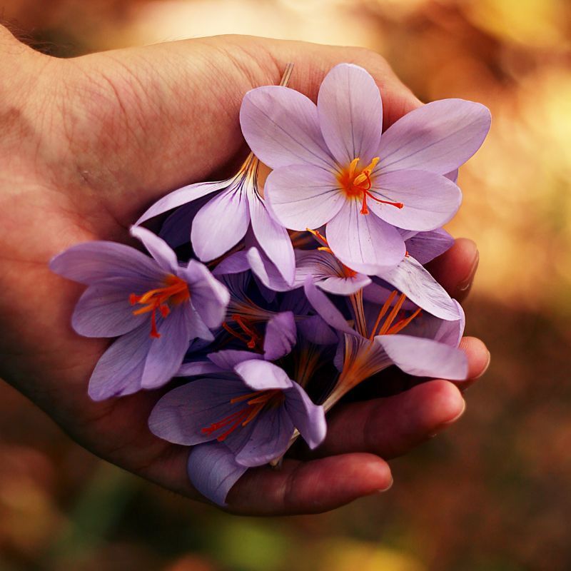12 Lucky Flowers to Match with Each Chinese Zodiac Sign