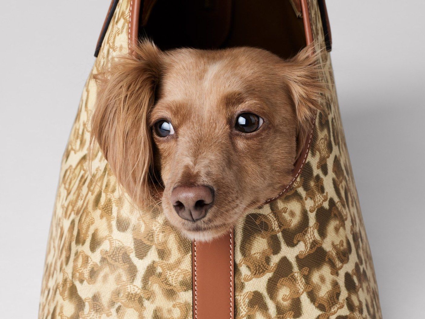 Celine Unveils New Pet Accessories for Your Four-Legged Friends