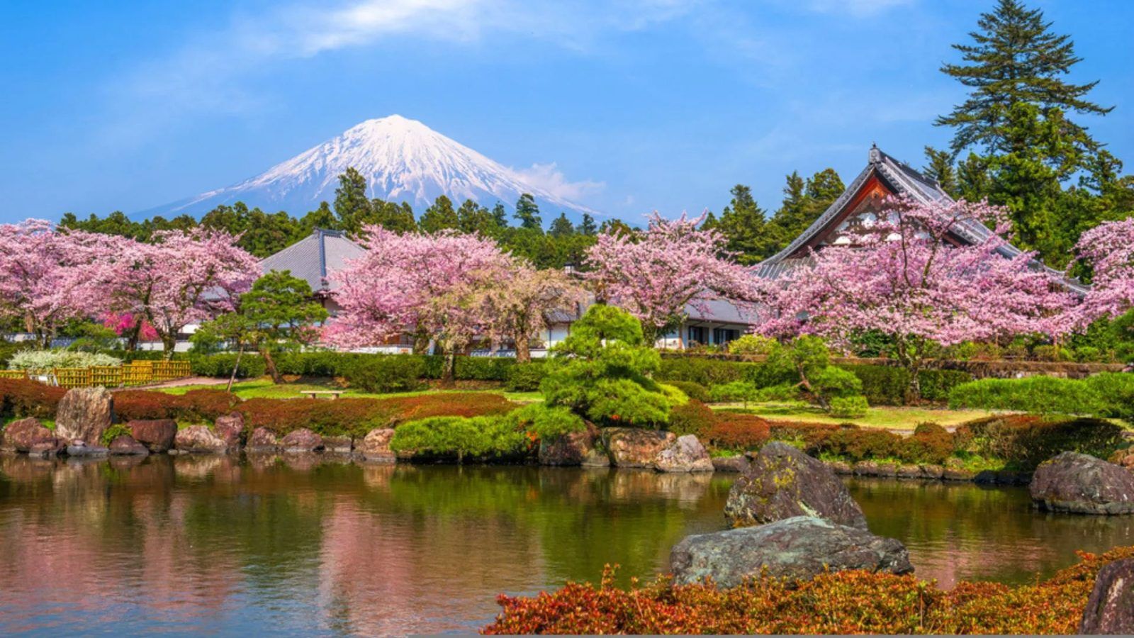 Japan Announces the Cherry Blossom Forecast for this Spring 2024