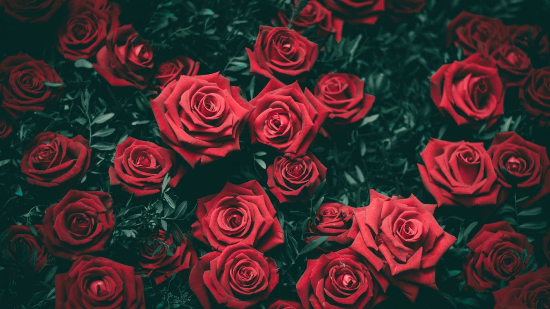 7 Flowers Other Than Roses to Gift Your Loved Ones on Valentine's Day
