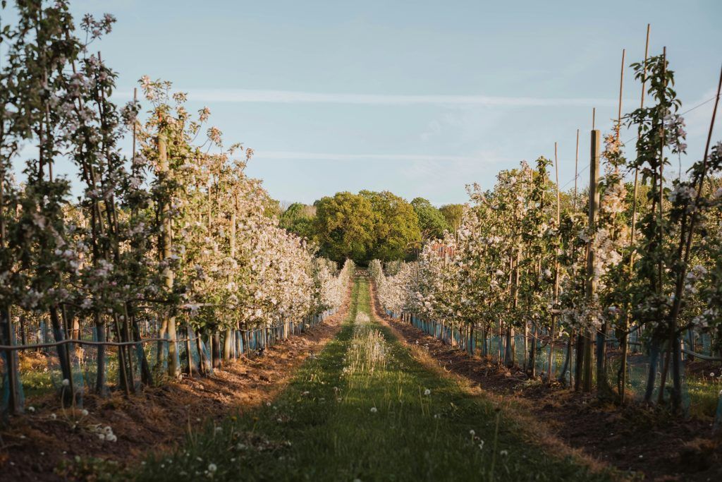 How Sweden Seeks to Become Winemaking’s Next Frontier