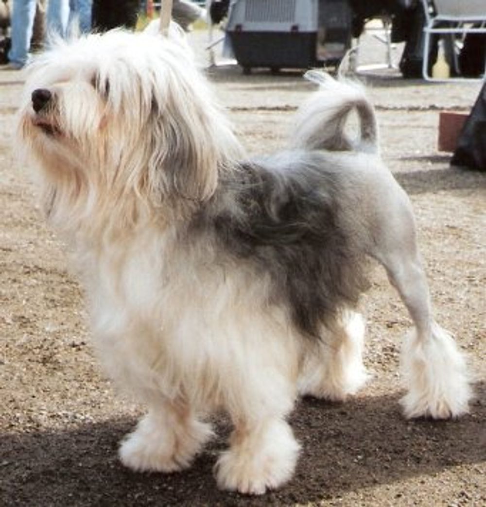 Lithe Dog Exploring the World's Most Expensive Dog Breeds | Prestige Online ...