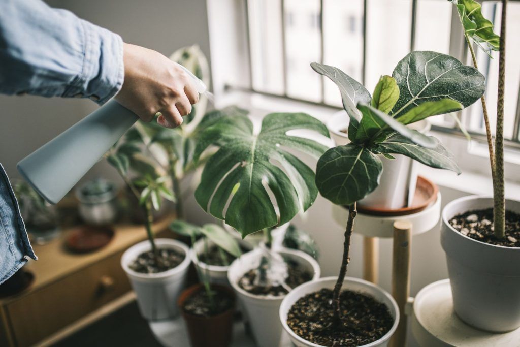 The Top Rare House Plants for 2024 | Prestige Online - Cambodia