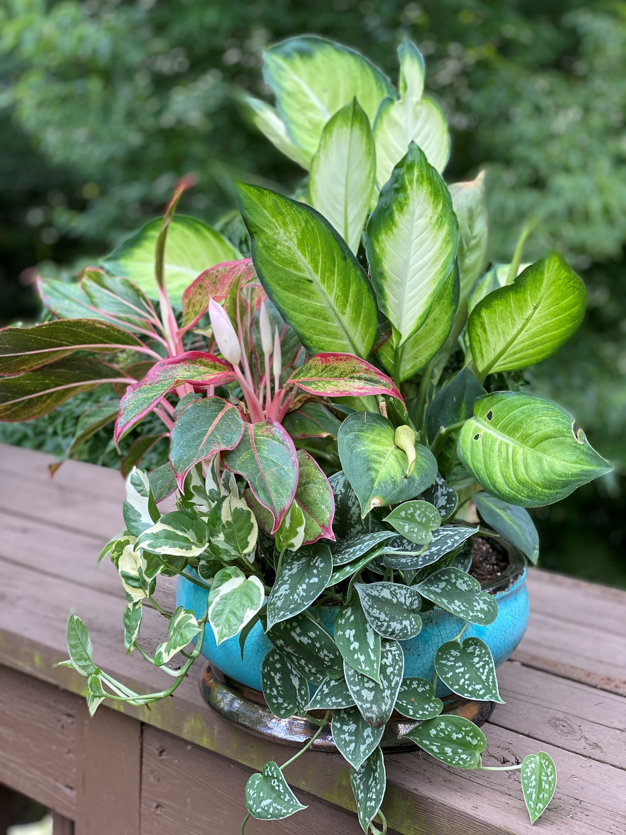 6+ Rare House Plants